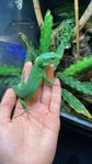 Gastropholis prasina med terrarium 