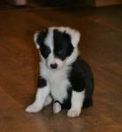 Border collie valpar, reg skk