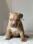 American bully valpar m. stamtavla 