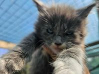 blue eyes maine coon