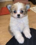 Pomeranian/Shih tzu valpar