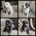 American bully pocket valpar