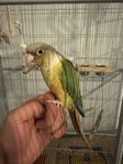 Pineapple Conure typ Grönkindadparakit