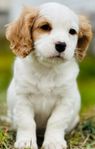 cavalier king charles spaniel levklar