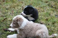 Bordercollie blandning