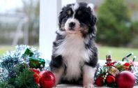 Australian Shepherd Valpar 