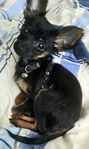 Rysk toy terrier valp