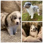 Australian shepherd 