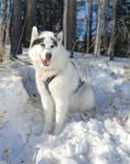 Canadian Eskimo Dog tik 5 år