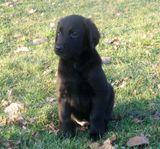 Flatcoated Retriever valpar