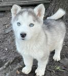 siberian Husky valp till salu 