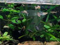 Guppys, Black Mollys,  Ancistrus malar