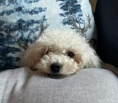 Bichon bolognese 2 år 