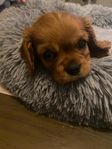 Cavalier king charles valpar