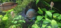 Akvariefisk, Discus, Gurami m.m