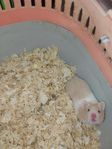 Guldhamster hona 