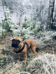 Omplacering Fransk Bulldog, kastrerad hane, 5 år