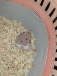 Guldhamster hona 