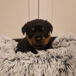 Rottweiler valpar