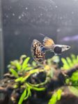 Guppy mosaik dumbo