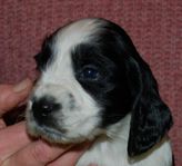 Engelsk Springer Spaniel valpar