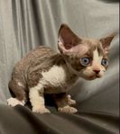 Devon Rex