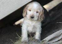 SKK Reg Cockerspaniel Valpar (fin stam) 