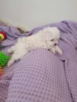 Maltipoo valpar 