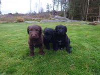 3 jättefina labradoodle valpar med stamtavla