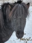 Helsvart 6 årig islandshäst valack