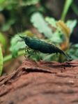 Neocaridina green jade