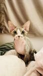 Devon Rex hona 