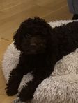 Lagotto/cockerspaniel