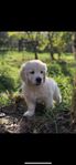 Golden Retriever Valpar 