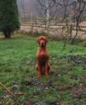 Ungersk Vizsla!