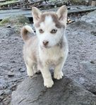 siberian husky valp till salu