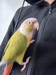 Ett par conure papegoja med bur