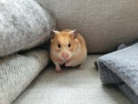 Guldhamster hona 7 månader