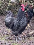 Tupp Australorp