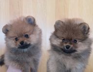 Renrasiga pomeranian (skk) 