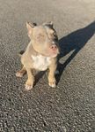 American Bully tik 