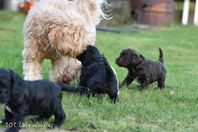 Labradoodle valp