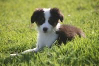 Miniature American Shepherd