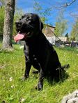 Labrador avelshane SKK till parning 