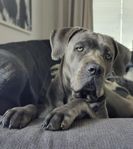 cane corso tik