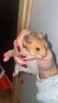 Guldhamster