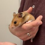 Hamster, hona, 6 mån inkl stor hamsterbur och tillbehör