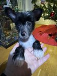 chinese crested hane skk valp