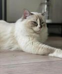 Ragdoll omplacering 