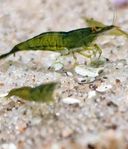 Utsorterade green jade neocaridina räkor